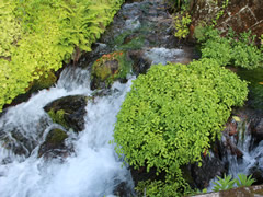 名水のさと