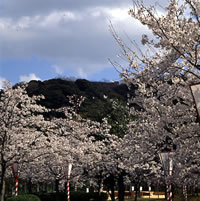 桜まつりの様子