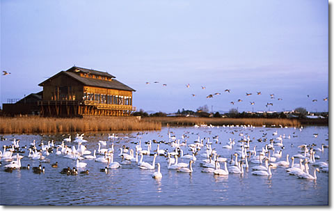 写真：コハクチョウと水鳥公園ネイチャーセンター（米子水鳥公園提供）