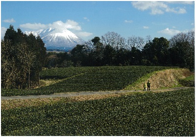 大山の麓の茶畑を散歩する人が二人