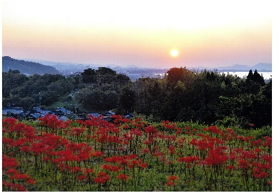 上淀白鳳の丘展示館の周辺の彼岸花が夕日に照らされています