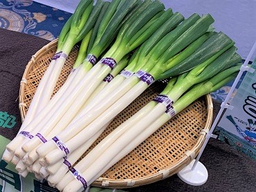 上がりです鳥取県産 白ネギ 20kg 長ネギ - 野菜