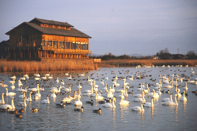 米子水鳥公園写真