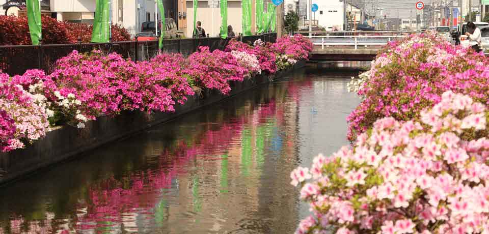 米川沿いに咲くツツジ