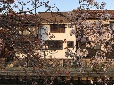 加茂川の桜