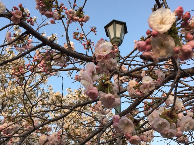 加茂川の桜