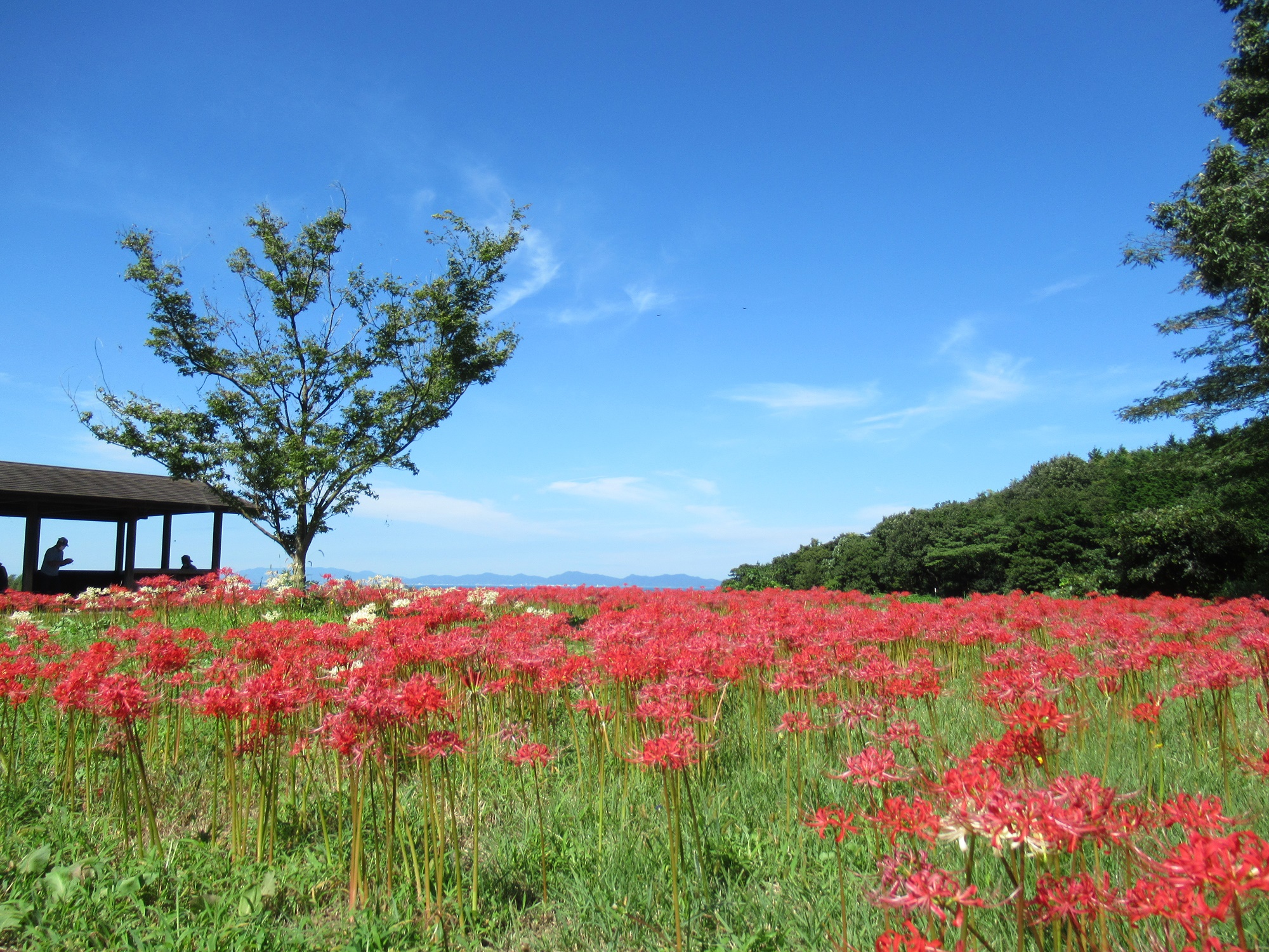 彼岸花の里づくりプロジェクト実行委員会