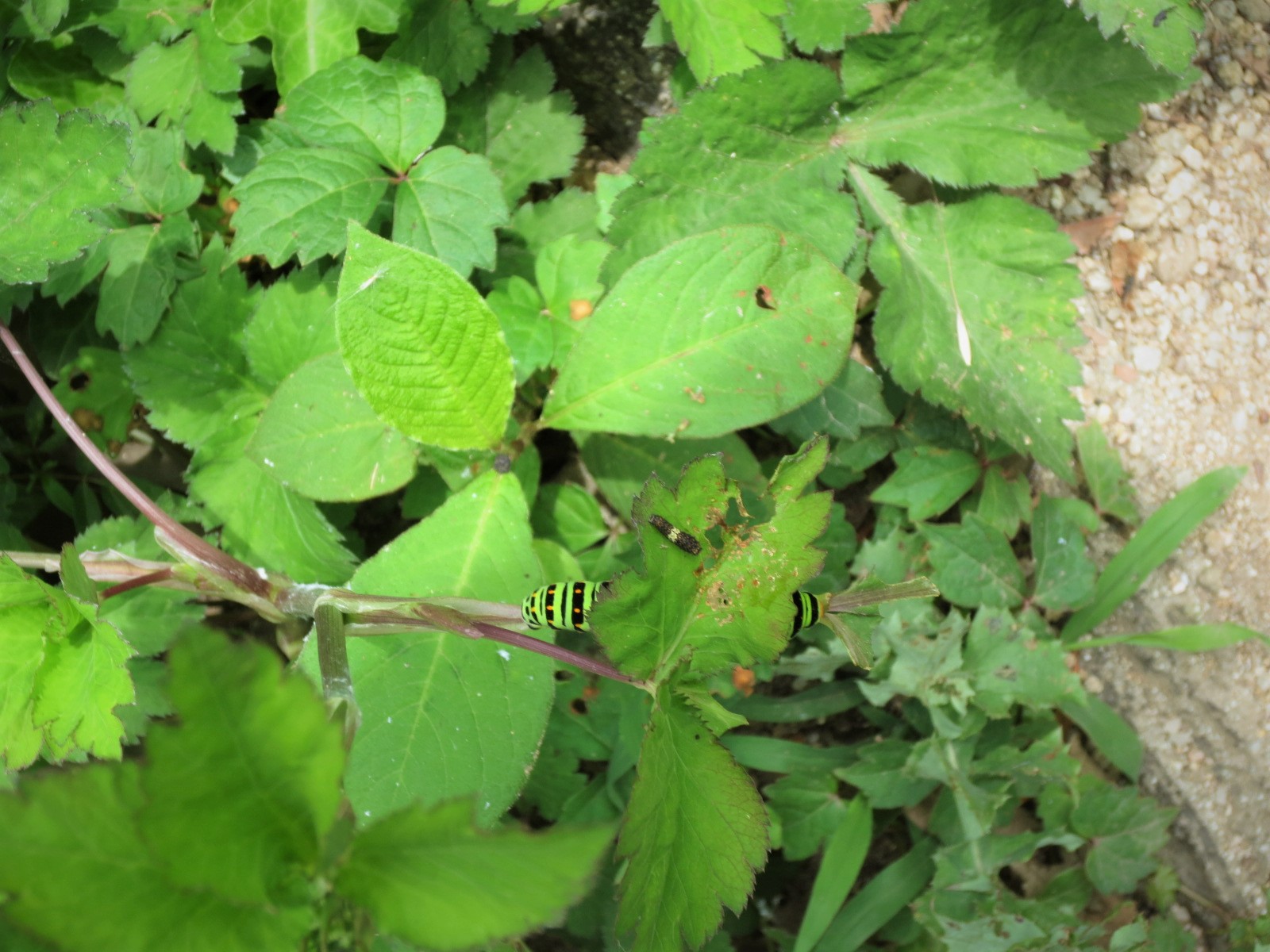 11.三つ葉を食べるキアゲハの幼虫 (2匹います!)
