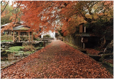 ほんぐうの散歩道