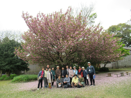 桜の木の下で集合写真