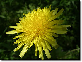 写真：ケンサキタンポポの花