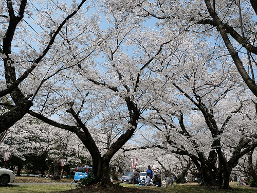 ohanami