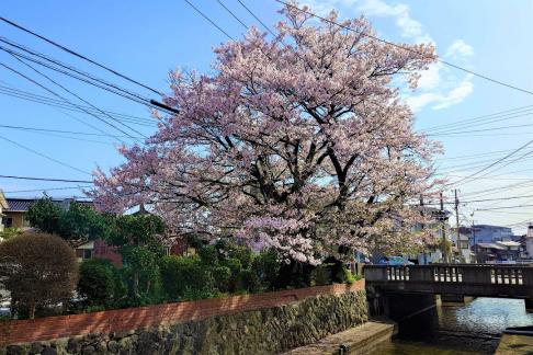 土橋の桜