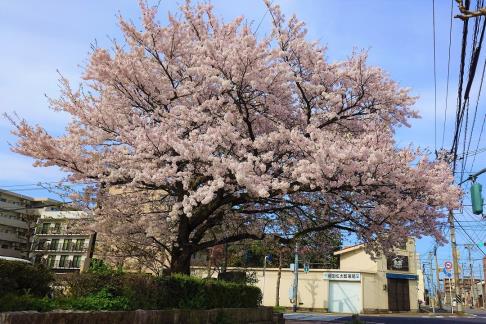 合同庁舎前の桜