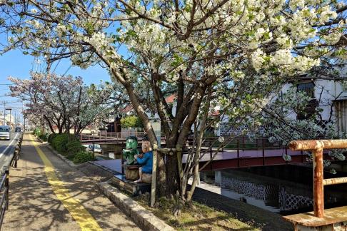 天神橋の桜