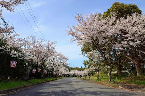 南公園の桜並木