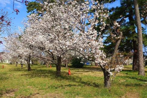 桜の園・おーゆランド裏