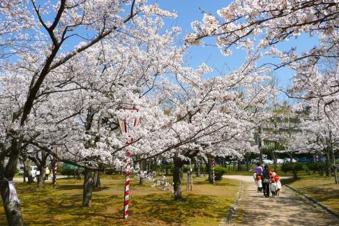 桜まつり