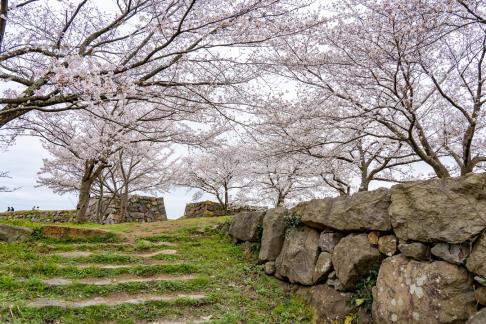 米子城の桜